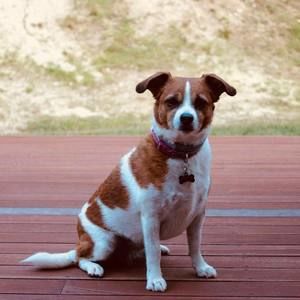 Meet your Posher, Heidi